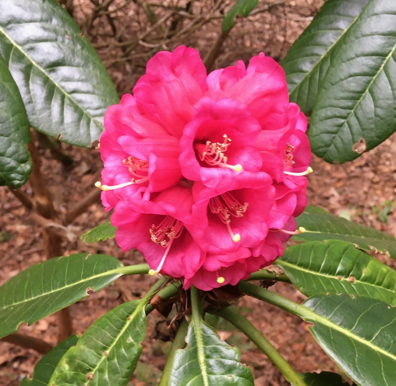 R. hodgsonii